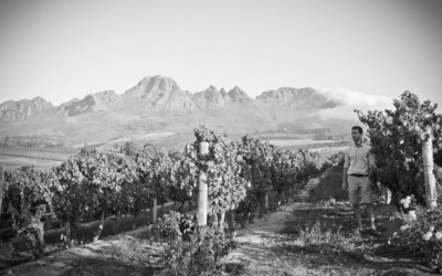 MVH Signature Wines